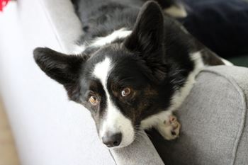 Cute black and white dog laying on couch